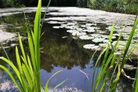 Экологи наметят меры по предотвращению заболачивания озера около санатория «Березка»