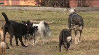 Стая собак держит в страхе жителей поселка Октябрьского