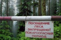 В районах края ограничен доступ людей в леса
