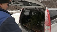 Зеленогорца задержали с незаконно вырубленной елкой