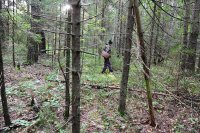 Спасатели и полицейские ищут заблудившихся в лесу мужчин