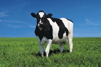 В хозяйстве «Искра» здоровых коров становится больше