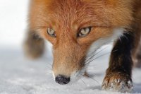 Зафиксированы случаи нападения дикой лисы на животных и человека