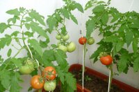 В теплицах МУП КБУ заканчивается сезон выращивания томатов