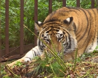 В зоопарк привезли амурского тигра и ягуара
