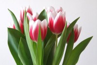 Цех озеленения КБУ готов к 8 марта порадовать горожан тюльпанами