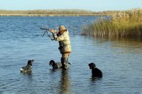 Названы сроки весеннего сезона охоты на водоплавающую и боровую  дичь