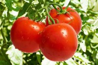В теплицах КБУ посеяли томаты