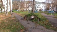 Уберите пень