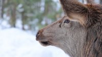 Самка марала прибилась к людям и вот уже полгода живет в районе ГРЭС-2