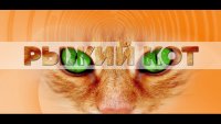 05.08.2026-Рыжий кот